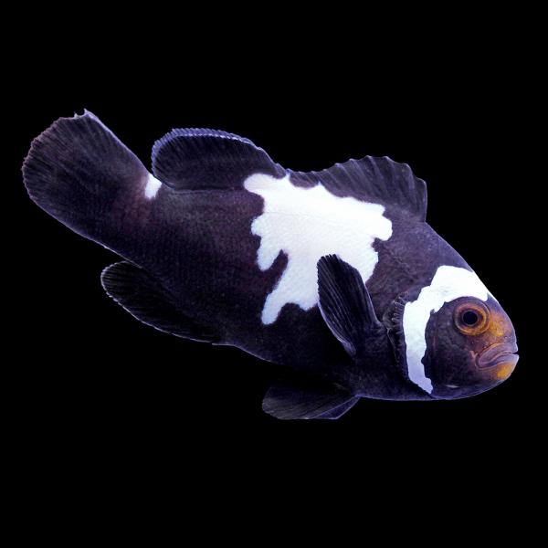 （海水魚）一点物　ブラックスノーフレークオセラリス（ブリード）約４ｃｍ　ＣＦ−１４４（１匹）　北海道...