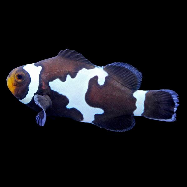 （海水魚）一点物　ブラックスノーフレークオセラリス（ブリード）約３．５ｃｍ　ＣＦ−１４５（１匹）　北...