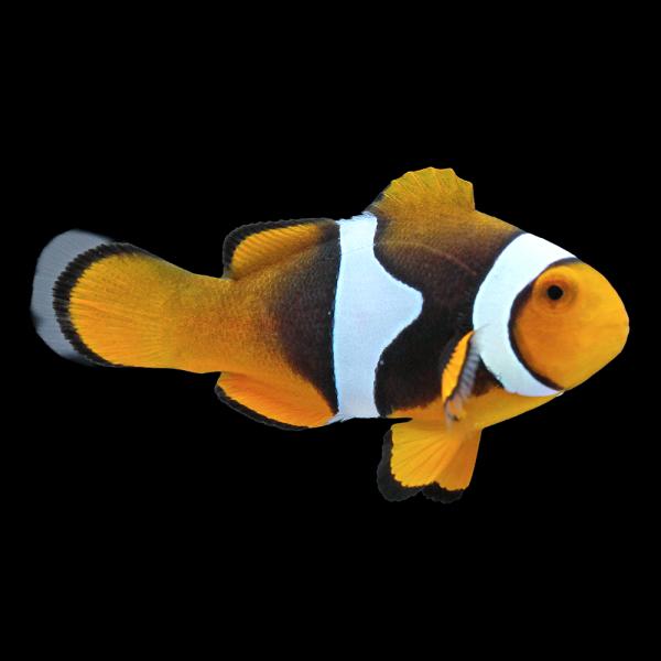 （海水魚）一点物　ペルクラクラウン（ワイルド）約３．５ｃｍ　ＣＦ−１４７（１匹）