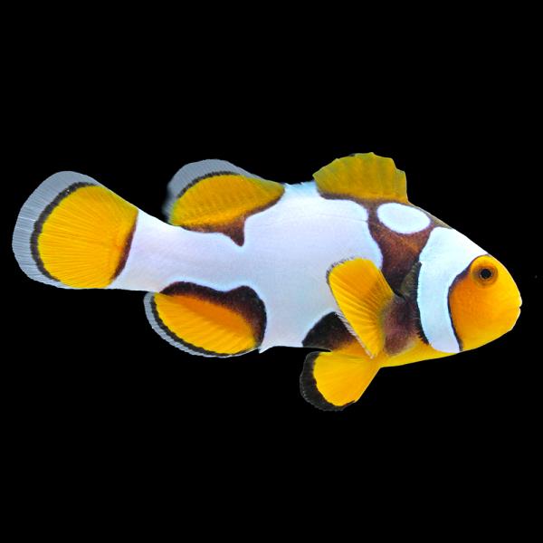 （海水魚）一点物　ペルクラクラウン（ワイルド）約６ｃｍ　ＣＦ−１４８（１匹）