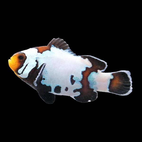 （海水魚）一点物　ブラックスノーフレークオセラリス（ブリード）約４ｃｍ　ＣＦ−１５１（１匹）　北海道...