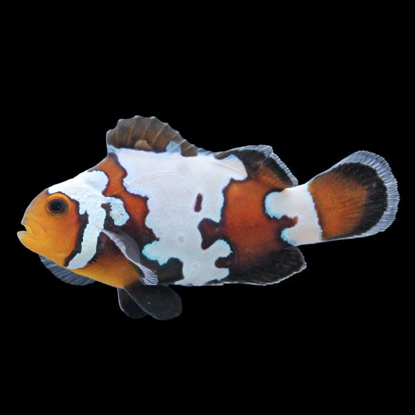 （海水魚）一点物　ブラックスノーフレークオセラリス（ブリード）約４ｃｍ　ＣＦ−１５３（１匹）　北海道...