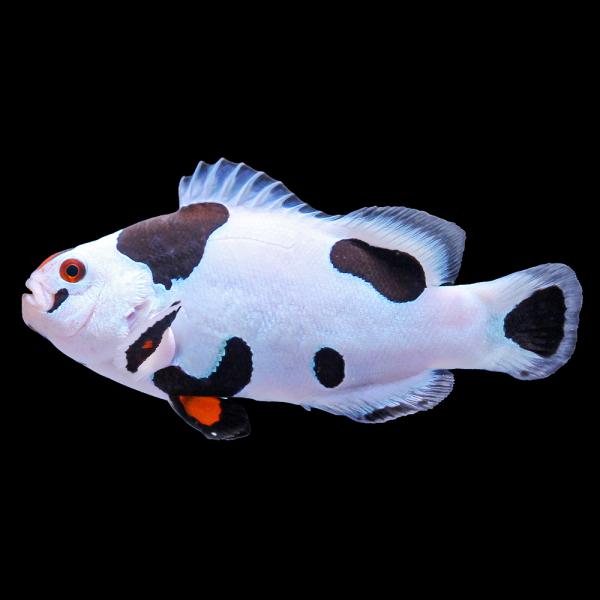 （海水魚）一点物　ブラックストームオセラリス（ブリード）約６ｃｍ　ＣＦ−１５９（１匹）　北海道・九州...