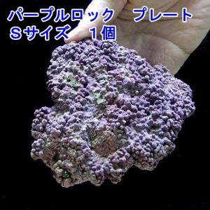 チャーム（charm） （海水魚）Sグレードライブロック 30cm