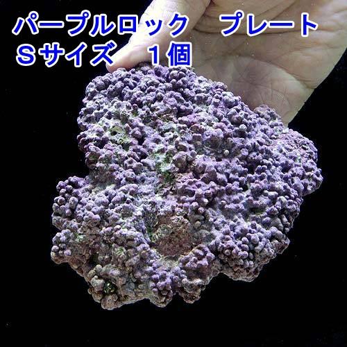 （海水魚）ライブロック　ＥＸＳグレード　パープルロック　プレートタイプ　Ｓサイズ（１個）（形状お任せ...