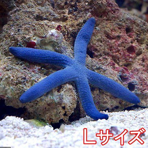 （海水魚）ヒトデ　アオヒトデ　Ｌサイズ（１匹）　北海道・九州航空便要保温