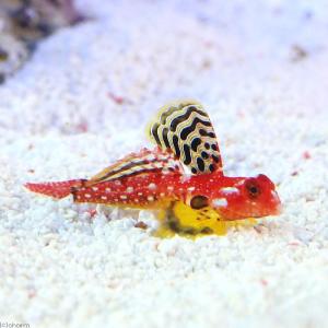 海水魚 マンダリン 海水魚 サンゴ 水生生物 の商品一覧 観賞魚生体 熱帯魚 アクアリウム用品 ペット用品 生き物 通販 Yahoo ショッピング