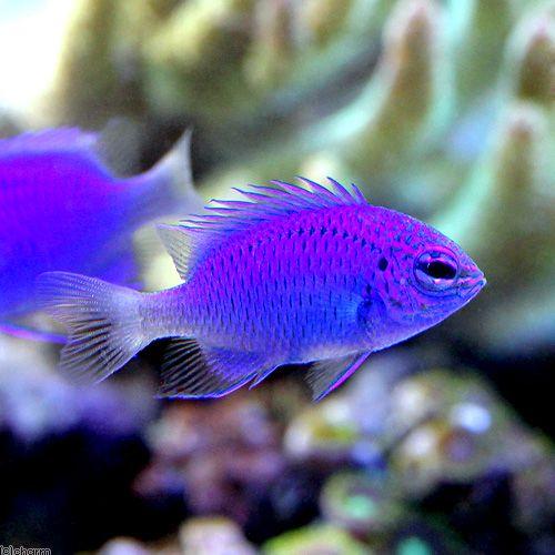 （海水魚）スプリンガーズダムセルｓｐ．スポットレス（１匹）　北海道・九州航空便要保温