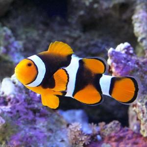（海水魚）ペルクラクラウン　ハイグレード　ＭＬサイズ（ワイルド）（１匹）　沖縄別途送料　北海道・九州航空便要保温