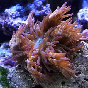 （海水魚）シマキッカイソギンチャク　パープル　ＳＭサイズ（１匹）無脊椎動物