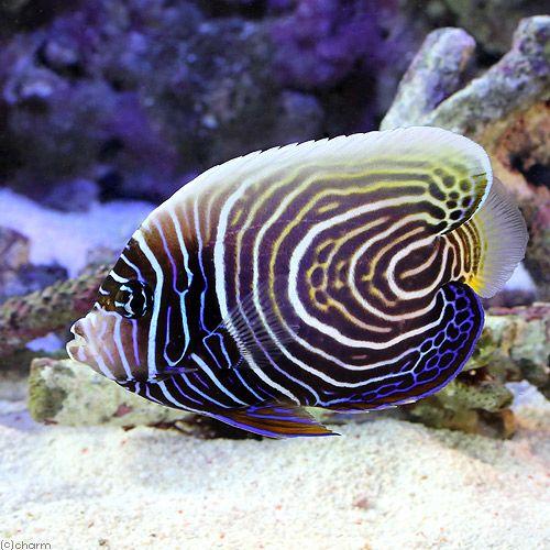 （海水魚）ヤッコ　スリランカ産　ウズキン（タテジマキンチャクダイ半成魚）（１匹）