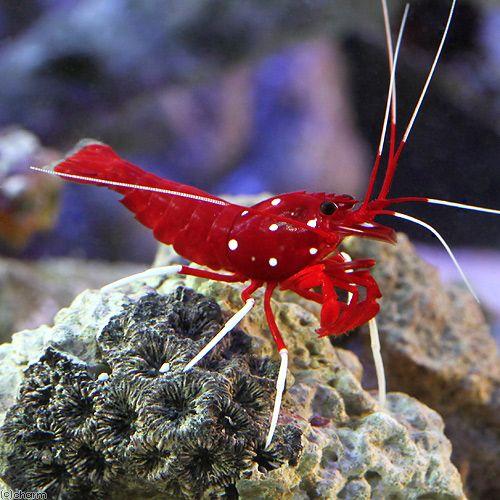 （海水魚）エビ　太平洋型　ホワイトソックスシュリンプ（１匹）　北海道・九州航空便要保温