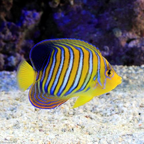 （海水魚）ヤッコ　インド洋産　ニシキヤッコ（１匹）