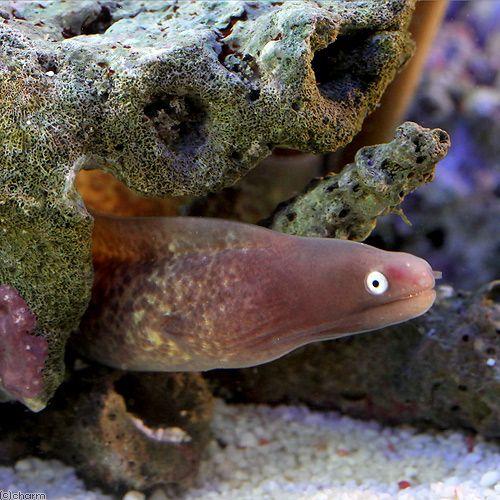 （海水魚）サビウツボ（１匹）　北海道・九州航空便要保温