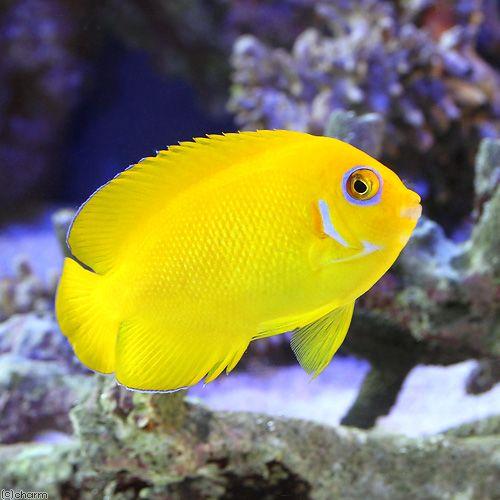 （海水魚）ヤッコ　マーシャル産　レモンピールエンゼル（１匹）