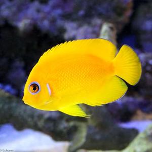 （海水魚）ヤッコ　フィジー産　レモンピールエンゼル（１匹）　北海道・九州航空便要保温