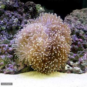 （海水魚）スリランカ産　センジュイソギンチャク　ミックスカラー　Ｍサイズ（１匹）無脊椎動物　北海道・九州航空便要保温