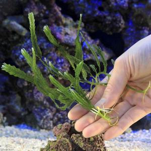 (海水魚)海藻 沖縄産 イチイヅタ(1房) 北...の詳細画像3