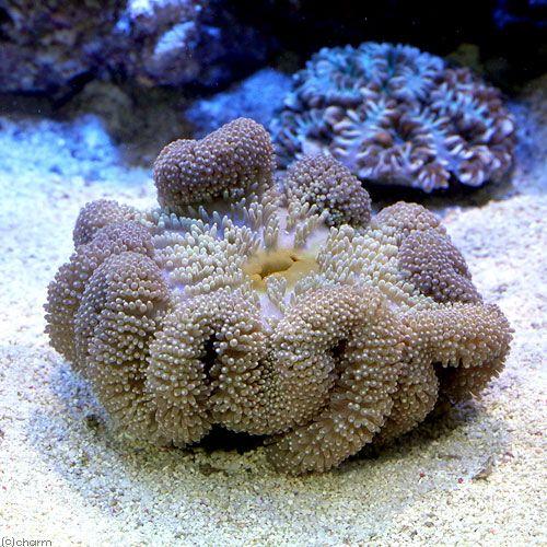 （海水魚）沖縄産　ハタゴイソギンチャク　ミックスカラー　Ｍサイズ（１匹）無脊椎動物
