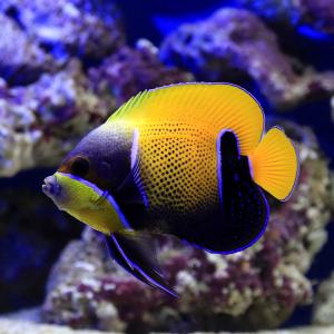 （海水魚）ヤッコ　イナズマヤッコ　成魚　Ｓサイズ（１匹）　沖縄別途送料