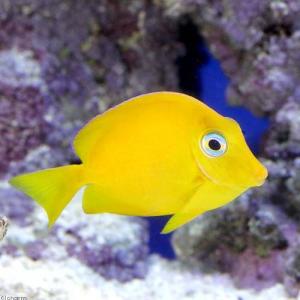(海水魚)アトランティックブルータン イエロー...の詳細画像1