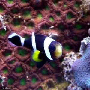 クマノミを飼ってみよう チャーム