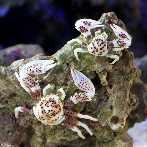 （海水魚）カニ　アカホシカニダマシ　ペア（１ペア）　北海道・九州航空便要保温