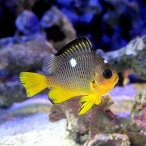 （海水魚）ゴールデンドミノダムセル（１匹）
