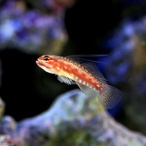 （海水魚）沖縄産　アオイソハゼ（１匹）