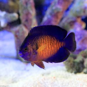 (海水魚)ヤッコ セブ産 ルリヤッコ(1匹) 北...の商品画像