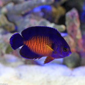(海水魚)ヤッコ セブ産 ルリヤッコ(1匹) ...の詳細画像1