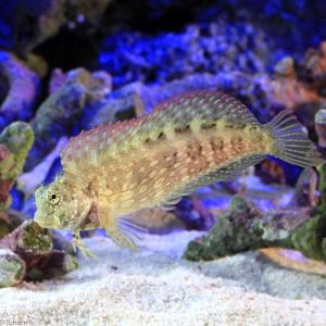 （海水魚）東アフリカ産　ヤエヤマギンポ　Ｍサイズ（１匹）　北海道航空便要保温