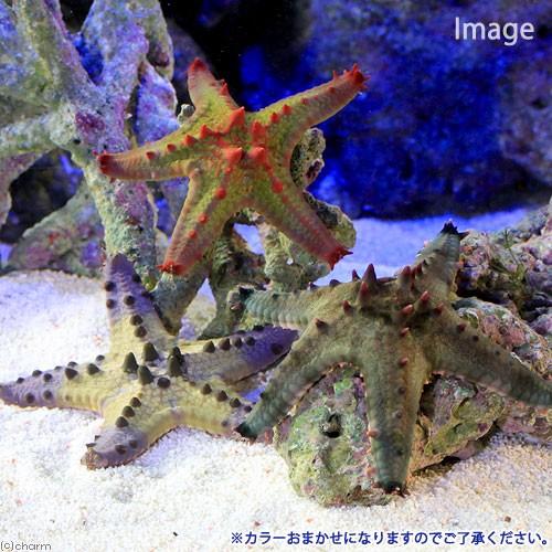 （海水魚）ヒトデ　コブヒトデモドキ　おまかせカラー（１匹）　北海道・九州航空便要保温