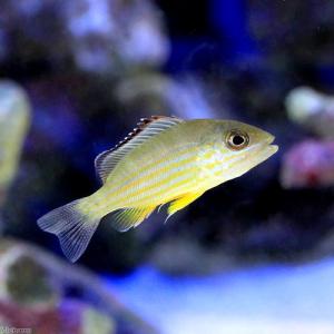 （海水魚）沖縄産　オキフエダイ　Ｓサイズ（１匹）　北海道航空便要保温