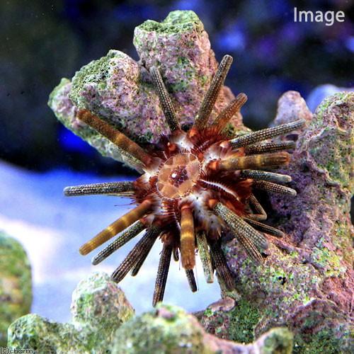 （海水魚）ウニ　マツカサウニｓｐ．（１匹）　北海道・九州航空便要保温