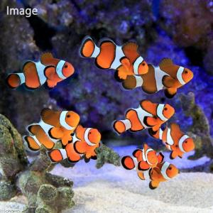 海水魚 海水魚 無脊椎動物 チャーム Charm Paypayモール店 通販 Paypayモール