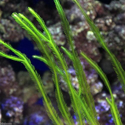 （海水魚）海藻　ビャクシンヅタ　岩なし（１房）