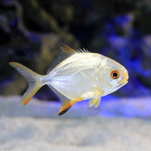 （海水魚）マルコバン（１匹）