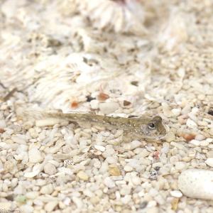 (海水魚)ミナミトビハゼ Sサイズ(汽水)(1匹...の商品画像