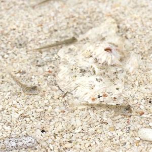 (海水魚)ミナミトビハゼ Sサイズ(汽水)(1...の詳細画像1