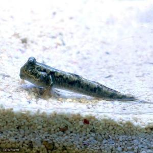 (海水魚)ミナミトビハゼ Sサイズ(汽水)(1...の詳細画像2