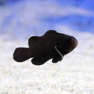 ラスト　2匹セット　ブリード ブラックスノーオセラリス　爆食い 海水魚）ブラックスノーフレークオセラリス ペアリングチャレンジ