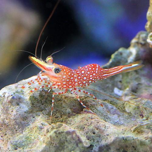 （海水魚）エビ　サラサエビｓｐ．（１匹）