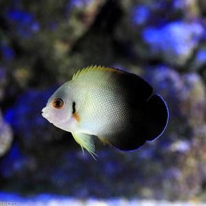 《酷評レビュー終売》（海水魚）ヤッコ　ナメラヤッコ　Ｓサイズ（１匹）