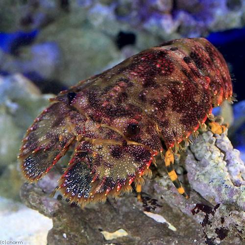 （海水魚）エビ　ゾウリエビ（１匹）　北海道・九州航空便要保温