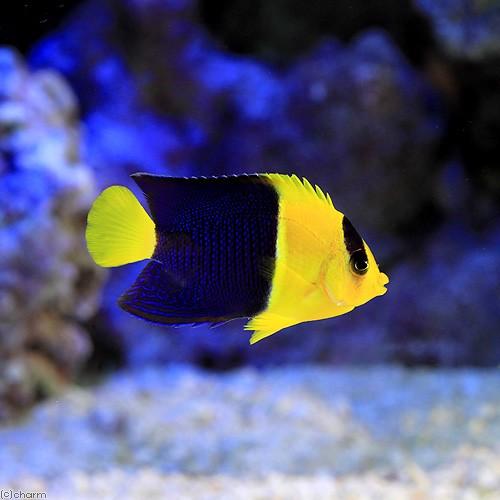 （海水魚）ヤッコ　ソメワケヤッコ　Ｓサイズ（１匹）