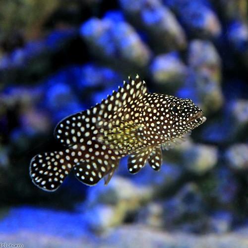 （海水魚）ナミハタ　幼魚（１匹）　北海道・九州航空便要保温