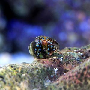 （海水魚）ヤドカリ　ユビワサンゴヤドカリ　ＳＳサイズ（１匹）｜chanet