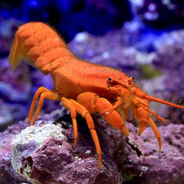 （海水魚）エビ　ヨロンエビ（１匹）　北海道・九州航空便要保温