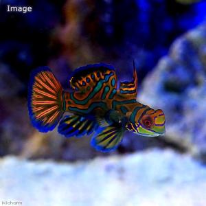（海水魚）マンダリン　オス（１匹）　北海道・九州航空便要保温